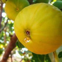 سوري ياسوريا