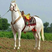 Yash Raaj