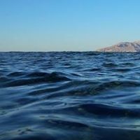 نضال العبدو