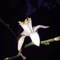 الحسناء البورنو