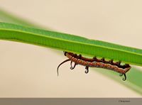 Radvilė Erlickaitė