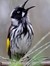 Honeyeater