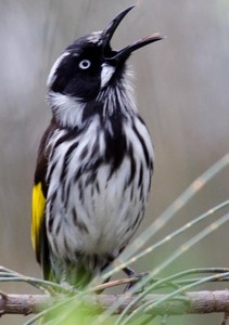 Honeyeater