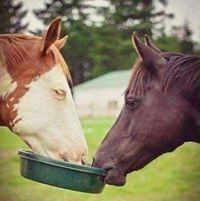 الورد الجوري