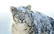 Snowleopard
