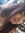 Tayla Thi