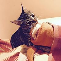 Stefica Curic Lenert