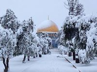 جمال الفالوجي