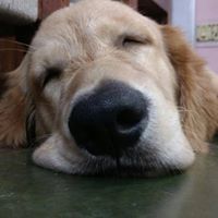 devvaidya2002gmail.com