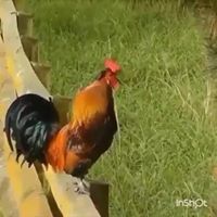 عبدالله الغامدي