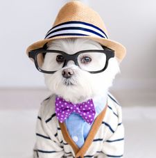 Doctor Doggo