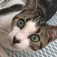 Rene Hollis-Luttrell