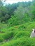 Sridovi