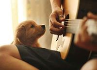 سعيد الشاويش