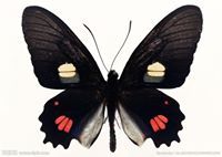 Төөгий Төөдий