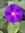 Crs Purple