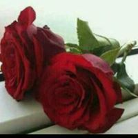 وردة النرجس