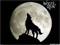 মেহেদী তারেক