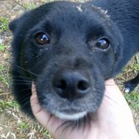 ปอ งี้ดงี้ด