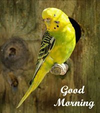 حسن ابن مصري