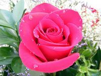 خادمة القرآن