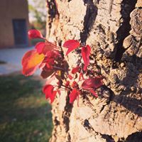 محمد ابراهيم