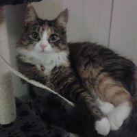 Michelle Smith Craig