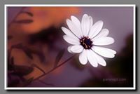 زهرة اللوتس