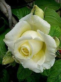 Rose Marie