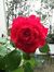 Rose Zaman