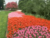 الجينيرال ميرو