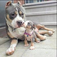 thomas william justet