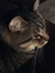 Thyra N...