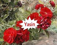 ياسين الرؤوف