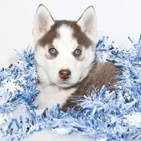 Terri Petersen Jorgensen