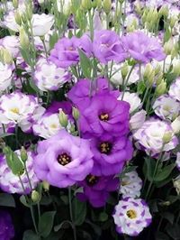 الوردة البيضاء