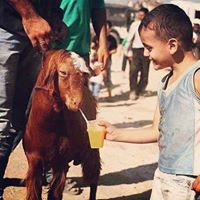 Mohammed Salout