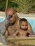 Ahmed M...
