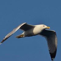 Ricky Norada