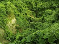 শামীম আহমাদ