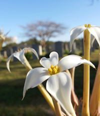 أسامة الكحلوت