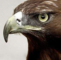 د.شريف الجمل