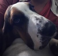 Hugo Suarez Hernandez