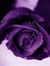 Violet ...