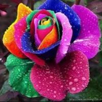 Ayesha Shahid