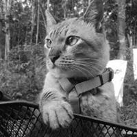 พี่ ไม่ใช่แมว