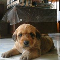 Rf Tabora