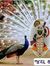 Anshu C...