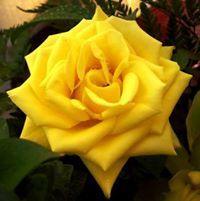 မဟာ ဧကရီ