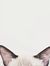 Fav Cats